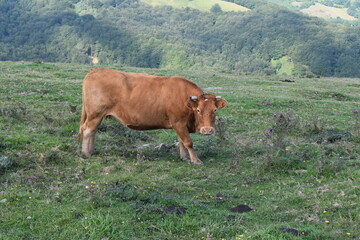 Cow