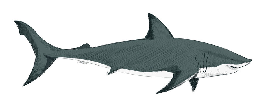 Illustration drawing style of shark