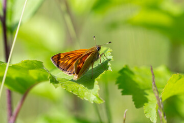 The large skipper (Ochlodes sylvanus) is a butterfly of the family Hesperiidae. Beautiful red...