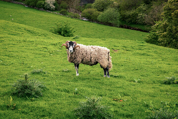 Fototapeta premium A sheep on a meadow in the Upper Wensleydale near Gayle, North Yorkshire, England, UK