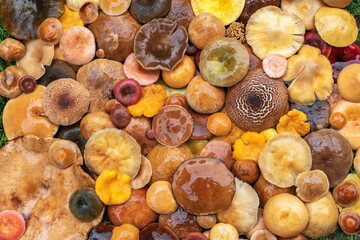 Nature and food concept. European edible mushrooms. Various sizes, shapes and colors wet mushroom caps top view background with copy space