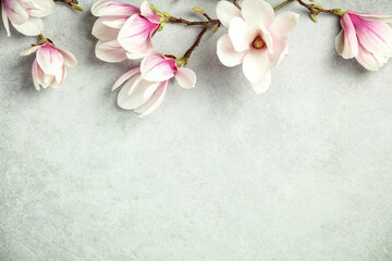 Spring magnolia flowers on grey stone background
