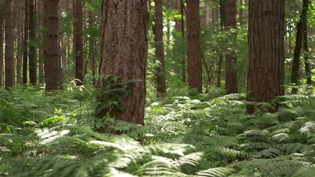 Pine forest canopy with lush green bracken 