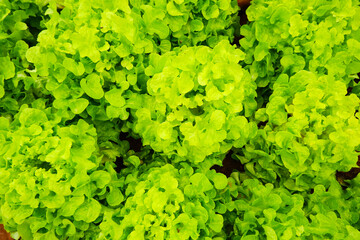 Organic vegetable, Green Oak leaf Lettuce, Lactuca sativa L.