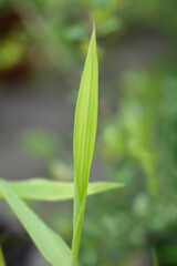 Pygmy Bamboo