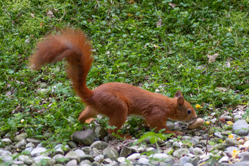 Eichhörnchen