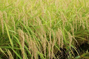コメの収穫　夏の終わり　田舎の風景