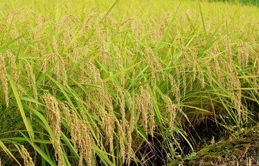 コメの収穫　夏の終わり　田舎の風景