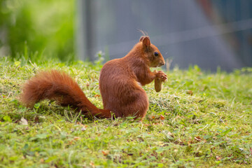 Eichhörnchen