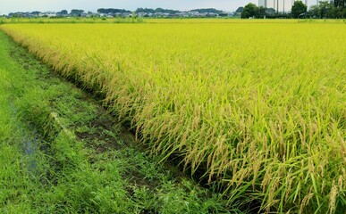 コメの収穫　夏の終わり　田舎の風景