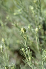 Italian everlasting flowers