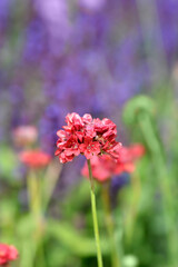 Great thrift Ballerina Red