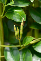 Mandevilla Summerville