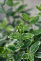 Wintercreeper Emerald Gaiety