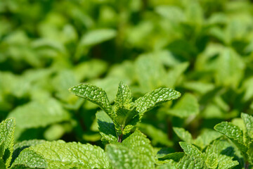 Spearmint