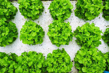 Organic vegetable, Green Oak leaf Lettuce, Lactuca sativa L.