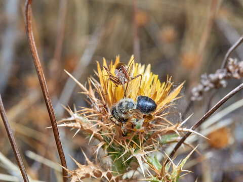 Flower Assassin Bug. Rhynocoris erythropus. 