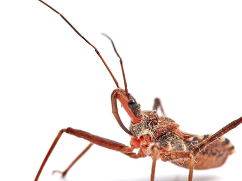 Flower Assassin Bug. Rhynocoris erythropus. 