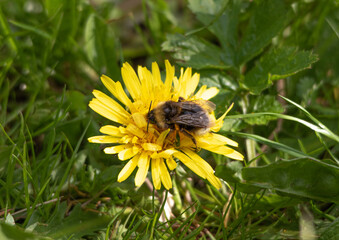 Bl&uuml;te mit Hummel