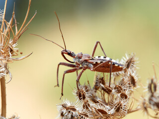 Flower Assassin Bug. Rhynocoris erythropus. 