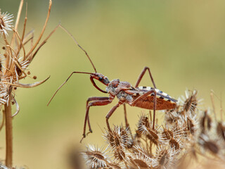 Flower Assassin Bug. Rhynocoris erythropus. 