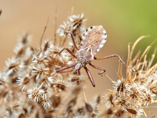 Flower Assassin Bug. Rhynocoris erythropus. 