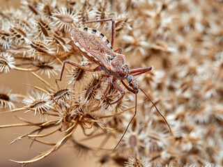 Flower Assassin Bug. Rhynocoris erythropus. 