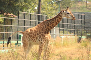 giraffe in the zoo