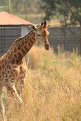 giraffe in the savannah