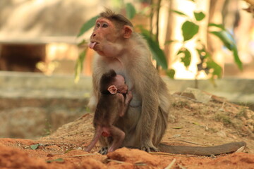 The baby monkey drinks milk from her mother.