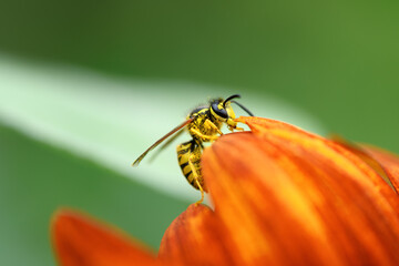 Wasp and flower. Large striped wasp sits on a red-orange flower