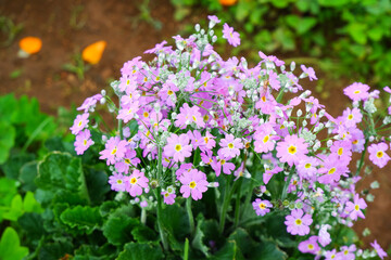 Fototapeta premium Beautiful flower in garden at doi Ang Khang, Thailand