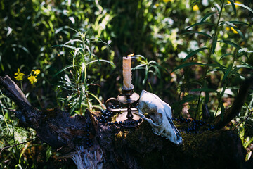 Burning candle and old scull in the enchanted forest. Occult, esoteric concept
