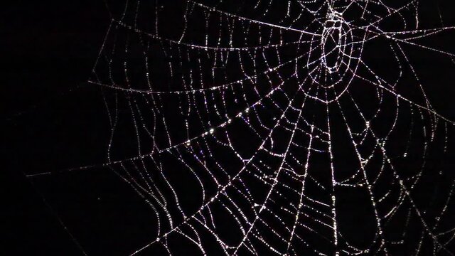 Brilliant spider web with water drops swaying in wind at night. Scary Halloween decoration. Slow motion. Close up.