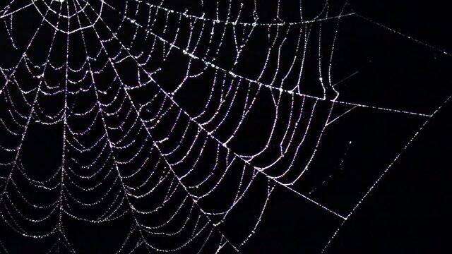 Sparkling spider web with water drops swaying in wind at night. Scary Halloween decoration. Slow motion. Close up.