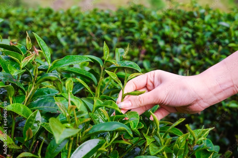 Wall mural Close-up hand of woman picking top leaves of the green tea in tea farm