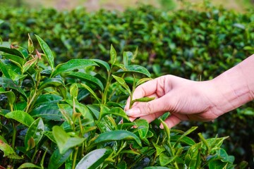 Naklejka na ściany i meble Close-up hand of woman picking top leaves of the green tea in tea farm
