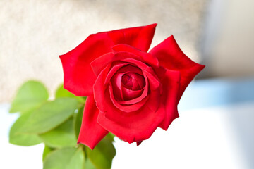 Beautiful red rose on a white windowsill, directly above photo