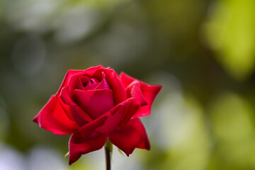 Beautiful red rose on a green blurred background