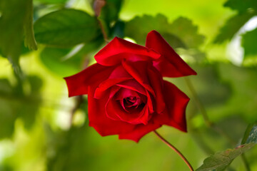 Beautiful red rose on a green background