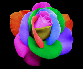 Fototapeta na wymiar Colored Rose