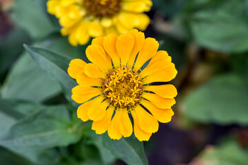Beautiful yellow flower in the garden, Dahlia-flowered zinnia, Zinnia, Common Zinnia, Elegant zinnia