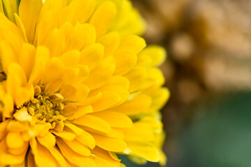 Beautiful yellow flower in the garden, Dahlia-flowered zinnia, Zinnia, Common Zinnia, Elegant zinnia