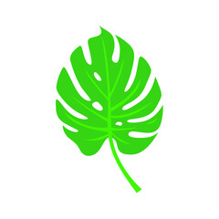 Monstera leaf isolated on white background. Vector illustration. Tropical leaf.