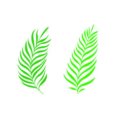 Palm leaves isolated on white background. Vector illustration. Tropical leaf.