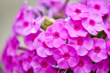 Fototapeta na wymiar Beautiful pink flowers Fall-pink, Summer phlox, Sweet-William, Perennials Phlox