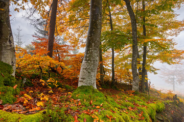 autumn forest on a misty morning. beech trees in colorful foliage. beautiful nature background. rainy weather