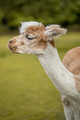Cute alpaca on alpaca farm sweet animals wool - obrazy, fototapety, plakaty