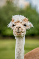 Cute alpaca on alpaca farm sweet animals wool - obrazy, fototapety, plakaty