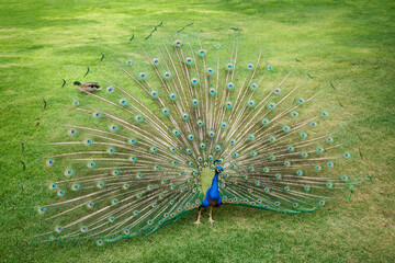 Foreground selective focus view of a male peacock displaying its full colorful plumage with ocelli on a green meadow